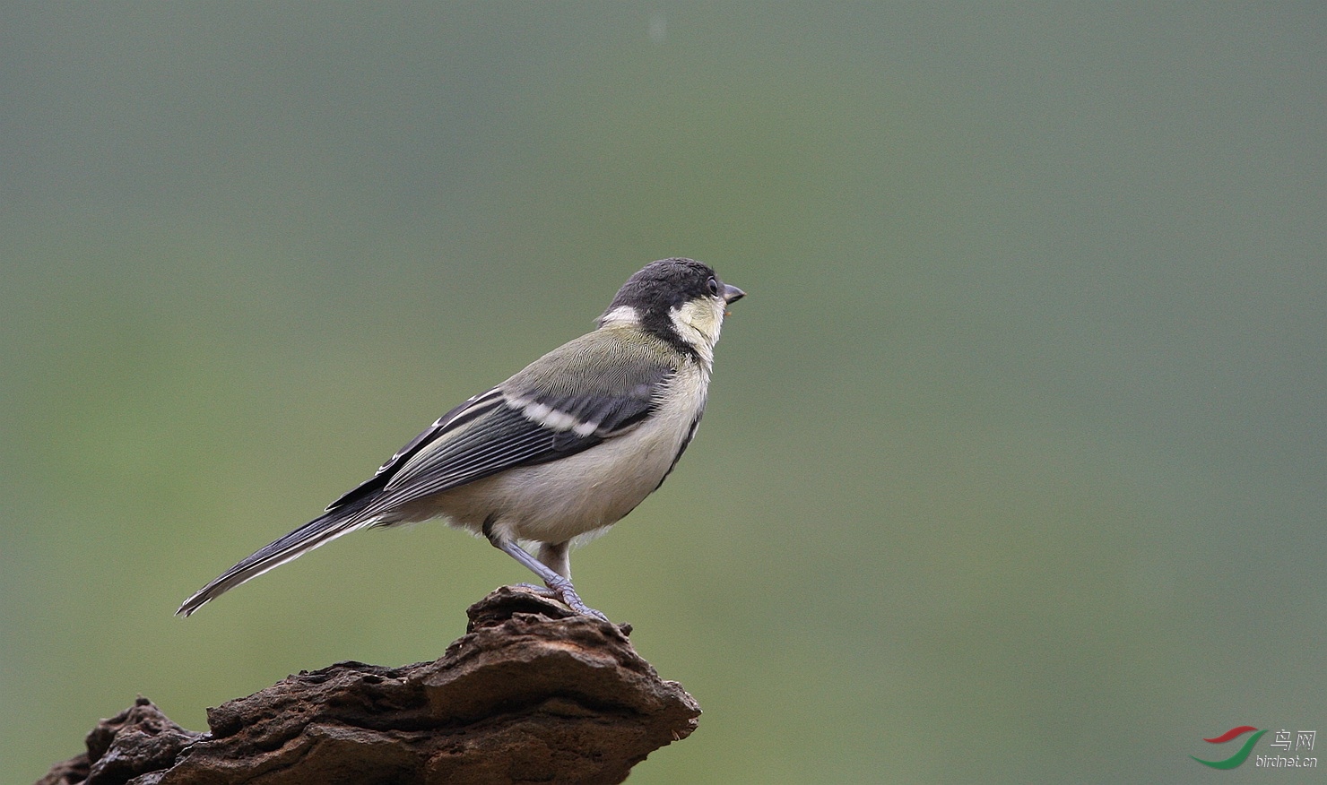 山雀贺获精华图文推荐