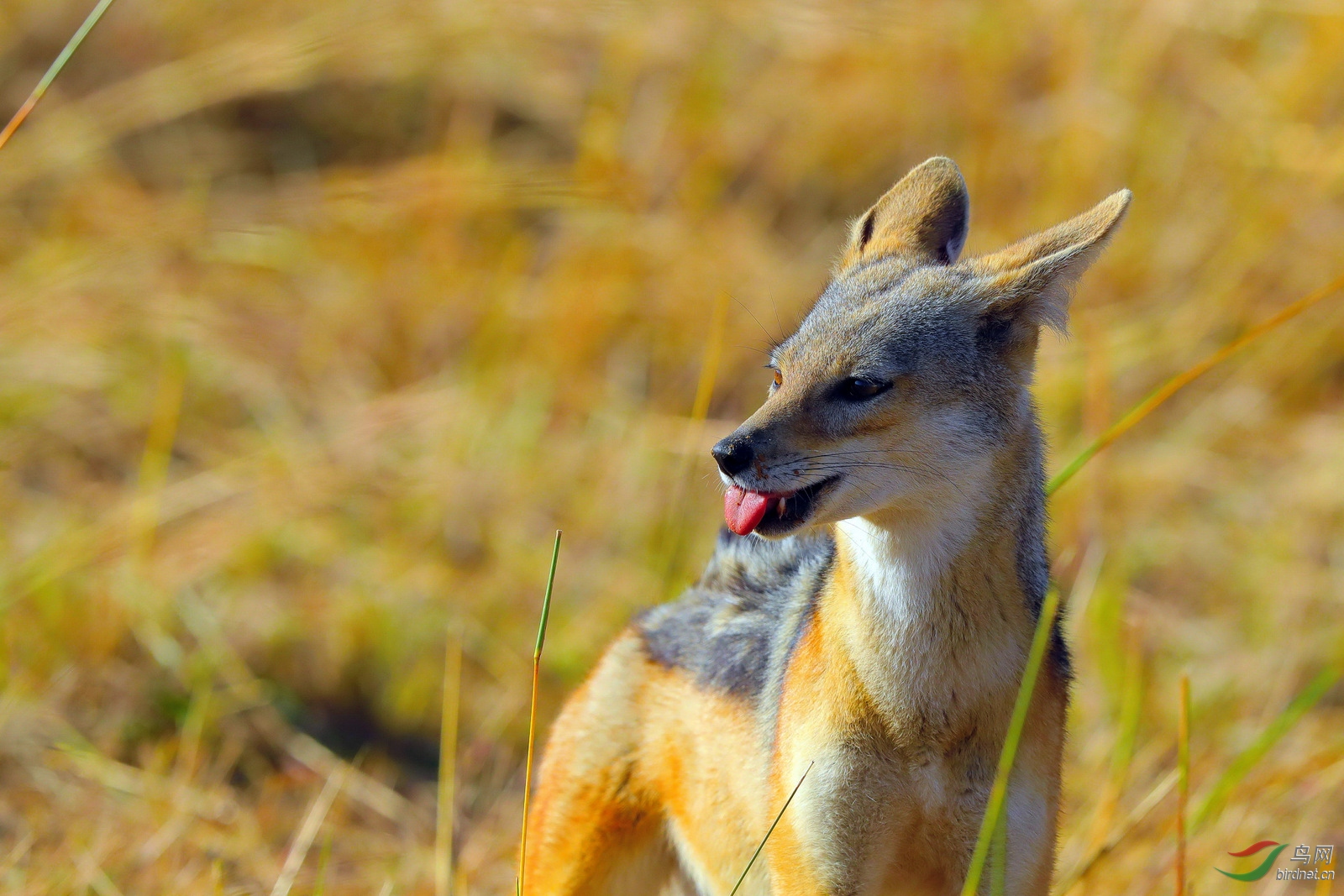 黑背豺的大舌头