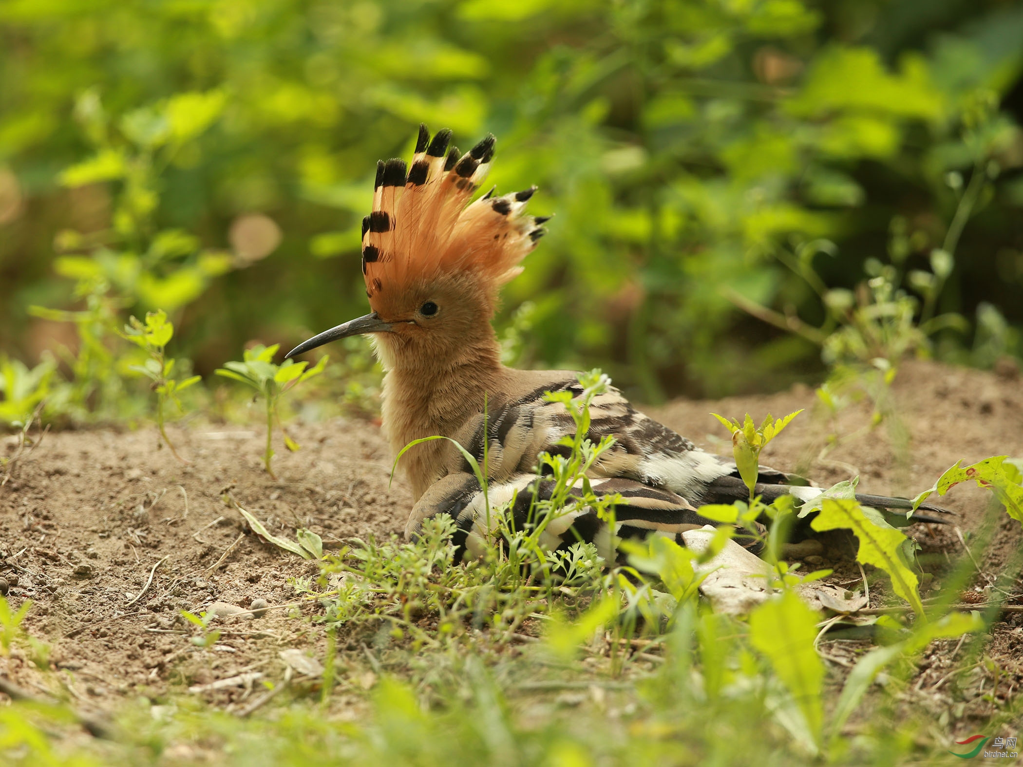 林鸟戴胜幼鸟自食其力南植
