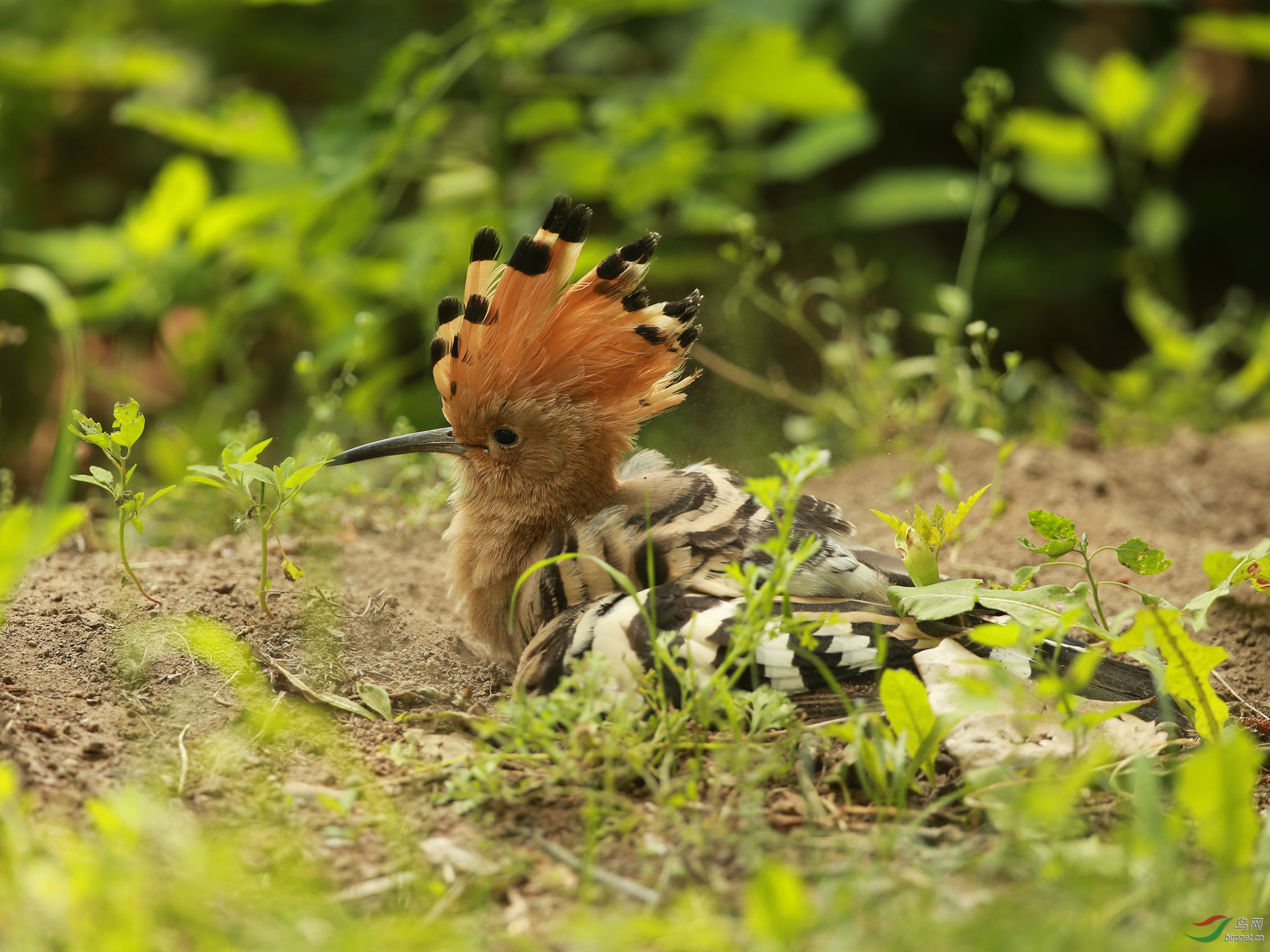 林鸟戴胜幼鸟自食其力南植
