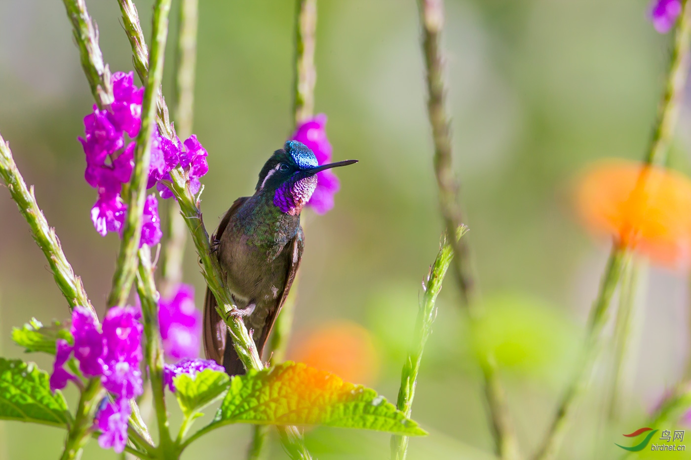 紫喉辉尾蜂鸟图片