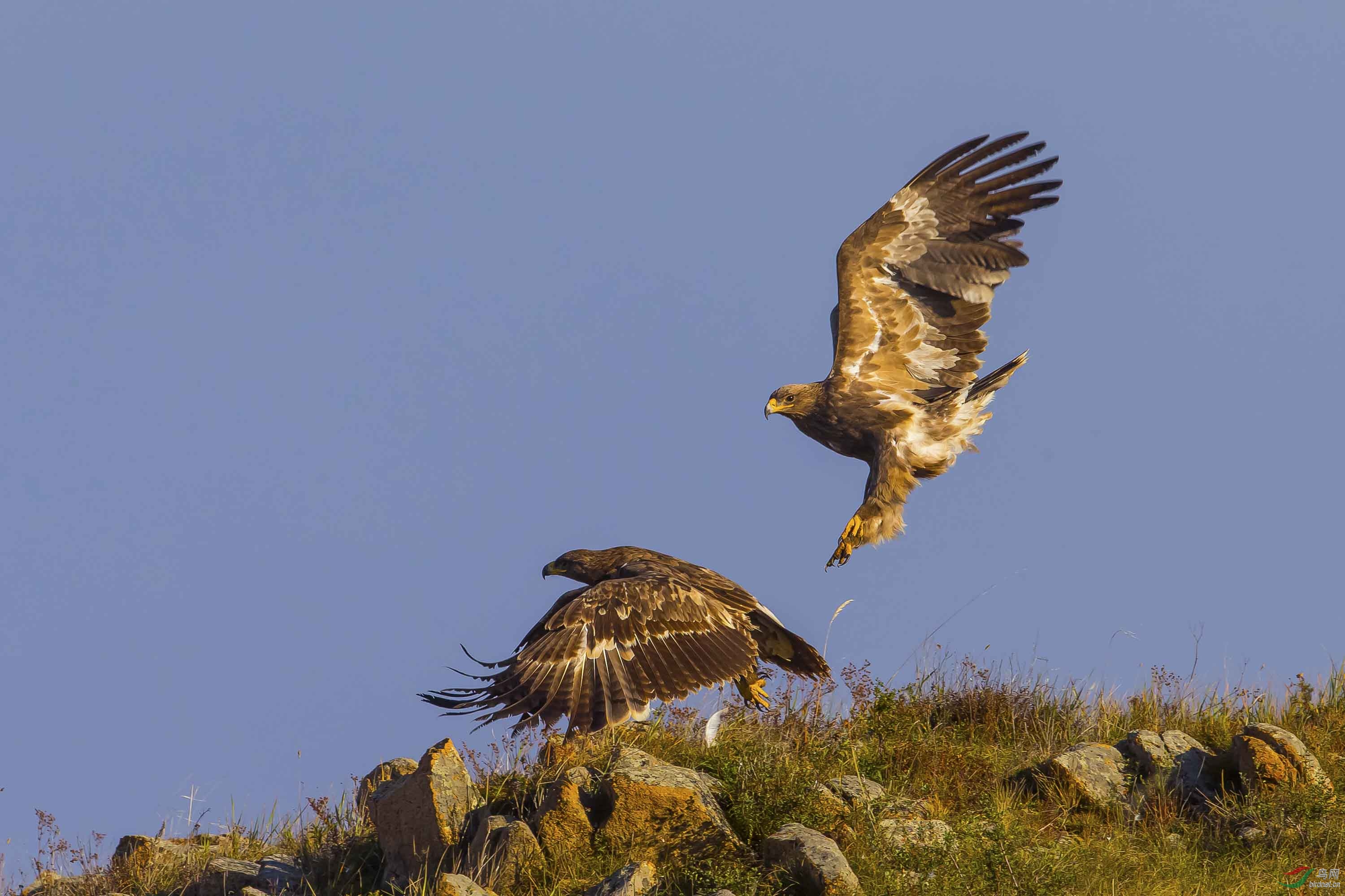 双鹰展翅——草原雕起飞