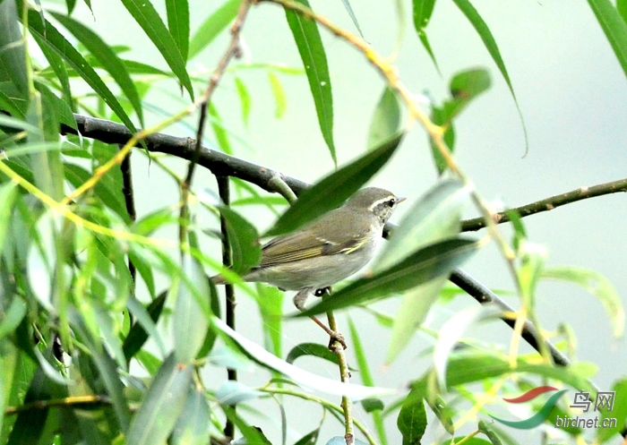 清河碰到一只白眉柳莺
