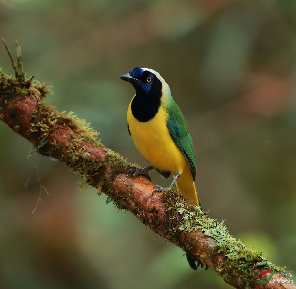 南美的绿松鸦好漂亮