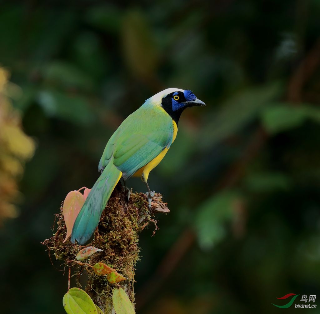 南美的绿松鸦好漂亮