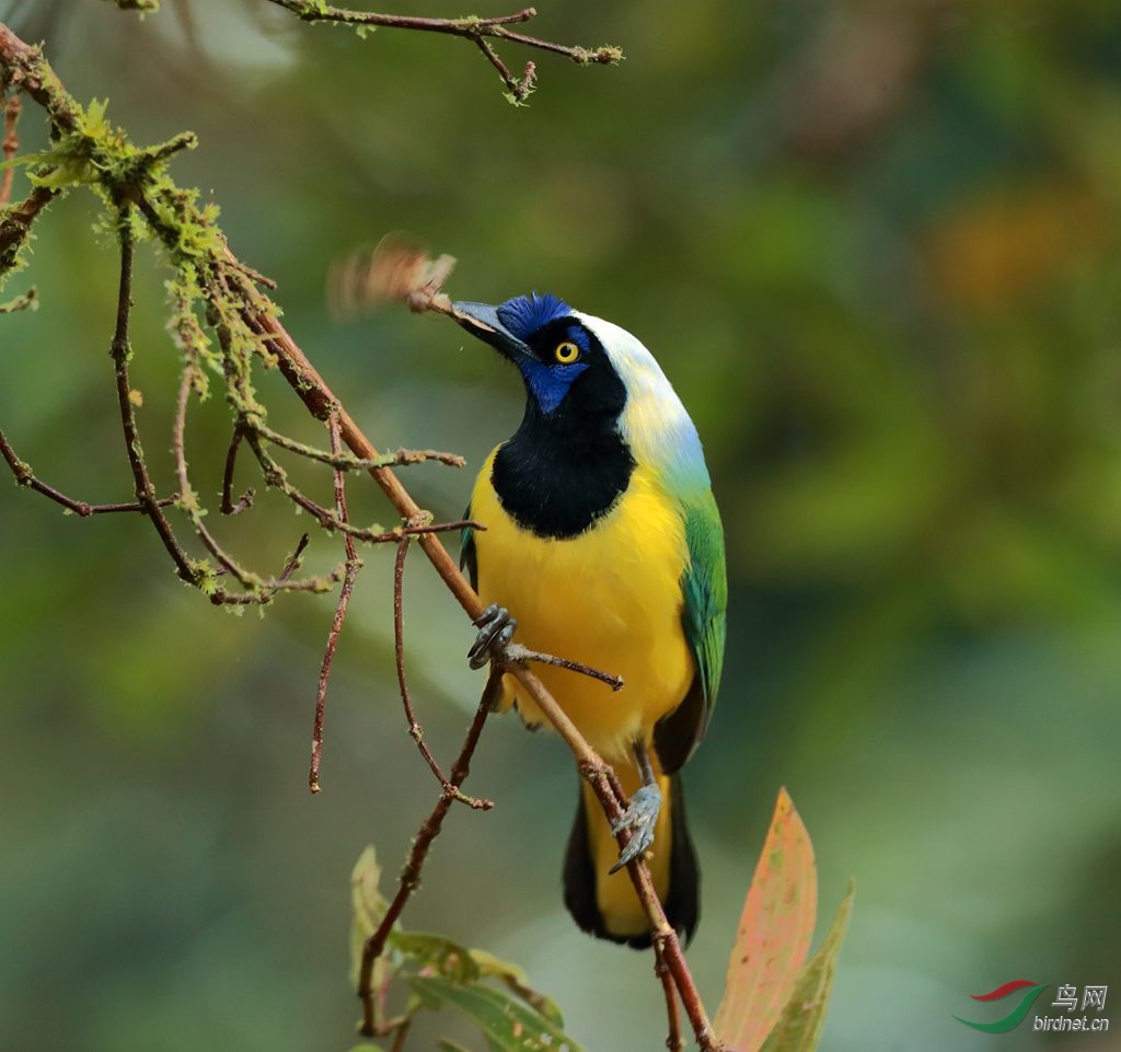 南美的绿松鸦好漂亮