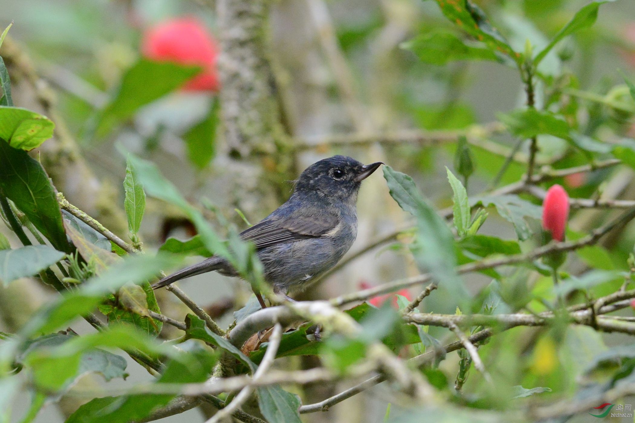 灰刺花鸟