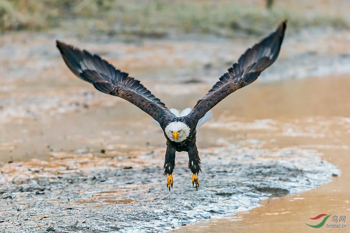 [猛禽] v-----胜利之鹰