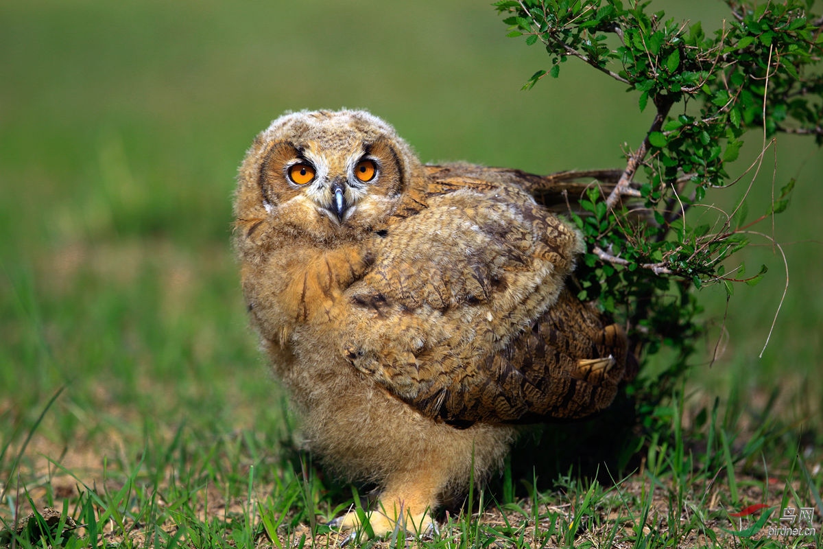 毛茸茸的小雕鸮