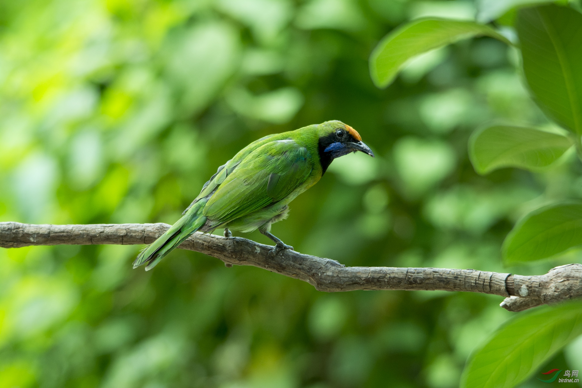 金额叶鹎 - 广东版 guangdong 鸟网