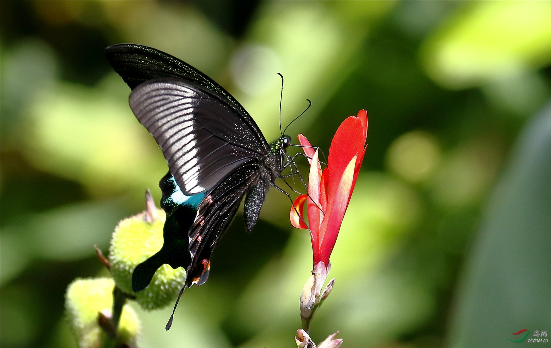 【玉斑凤蝶】蝶恋花