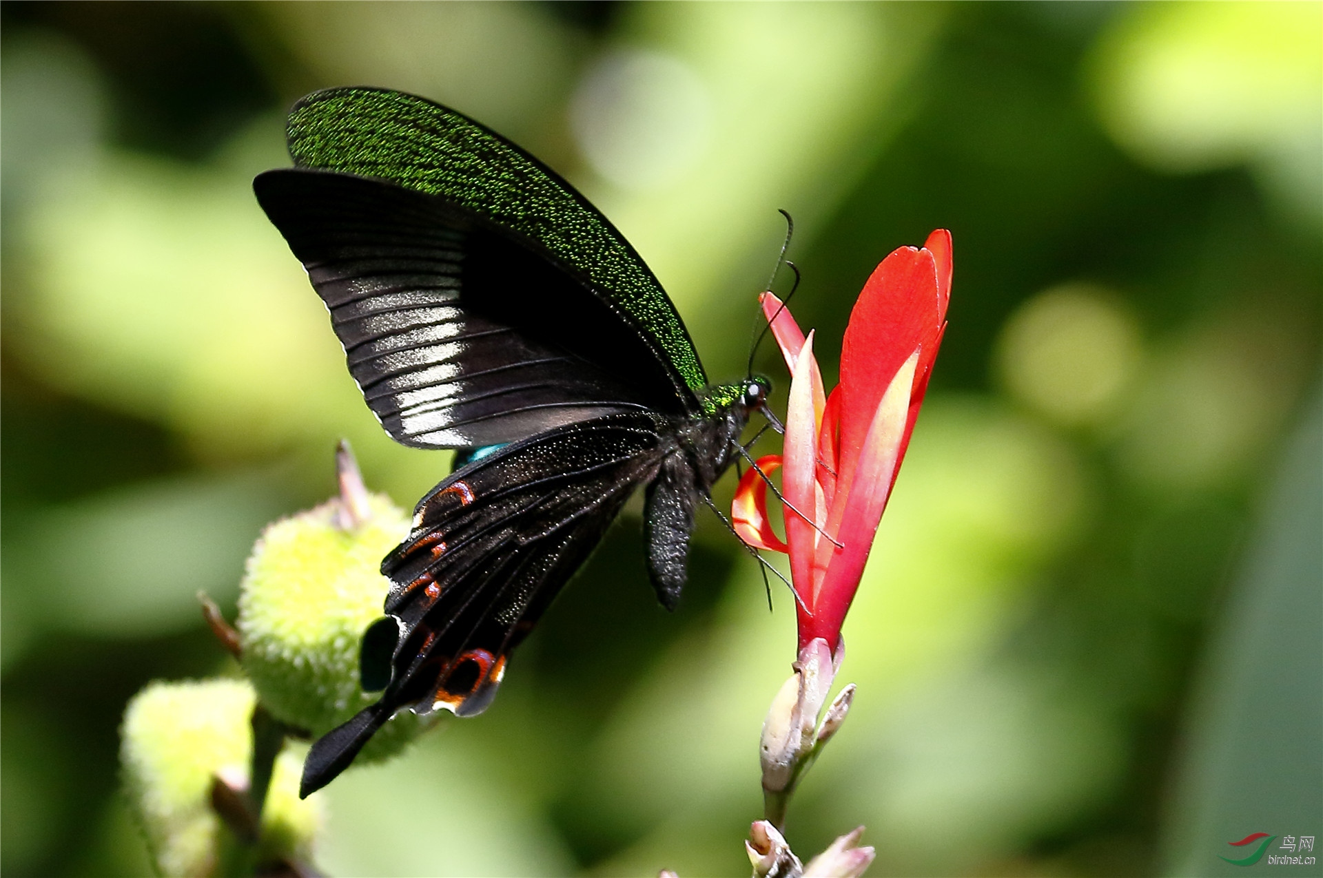 【玉斑凤蝶】蝶恋花