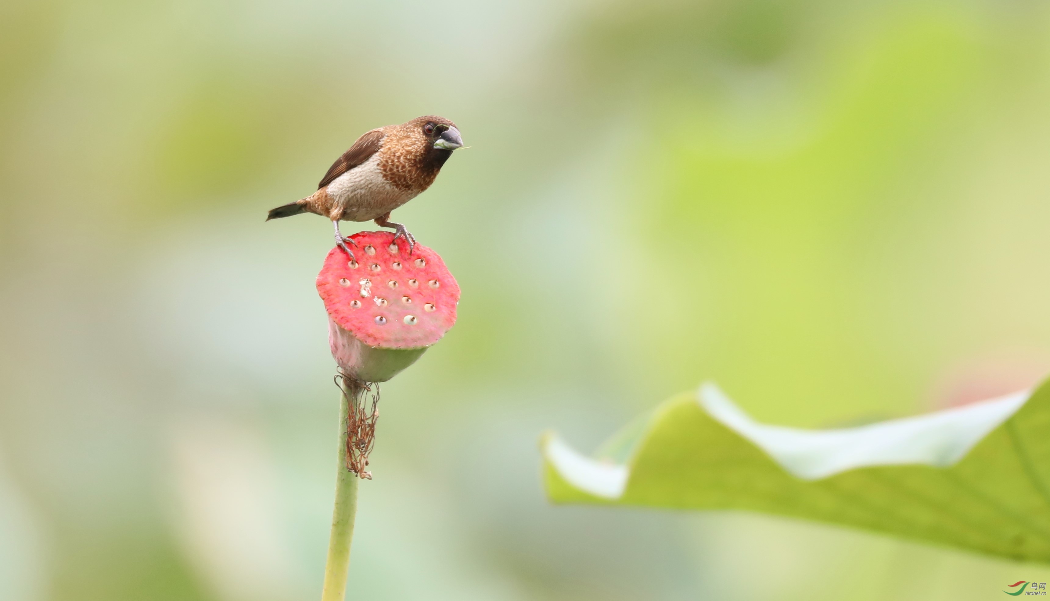 莲蓬小鸟