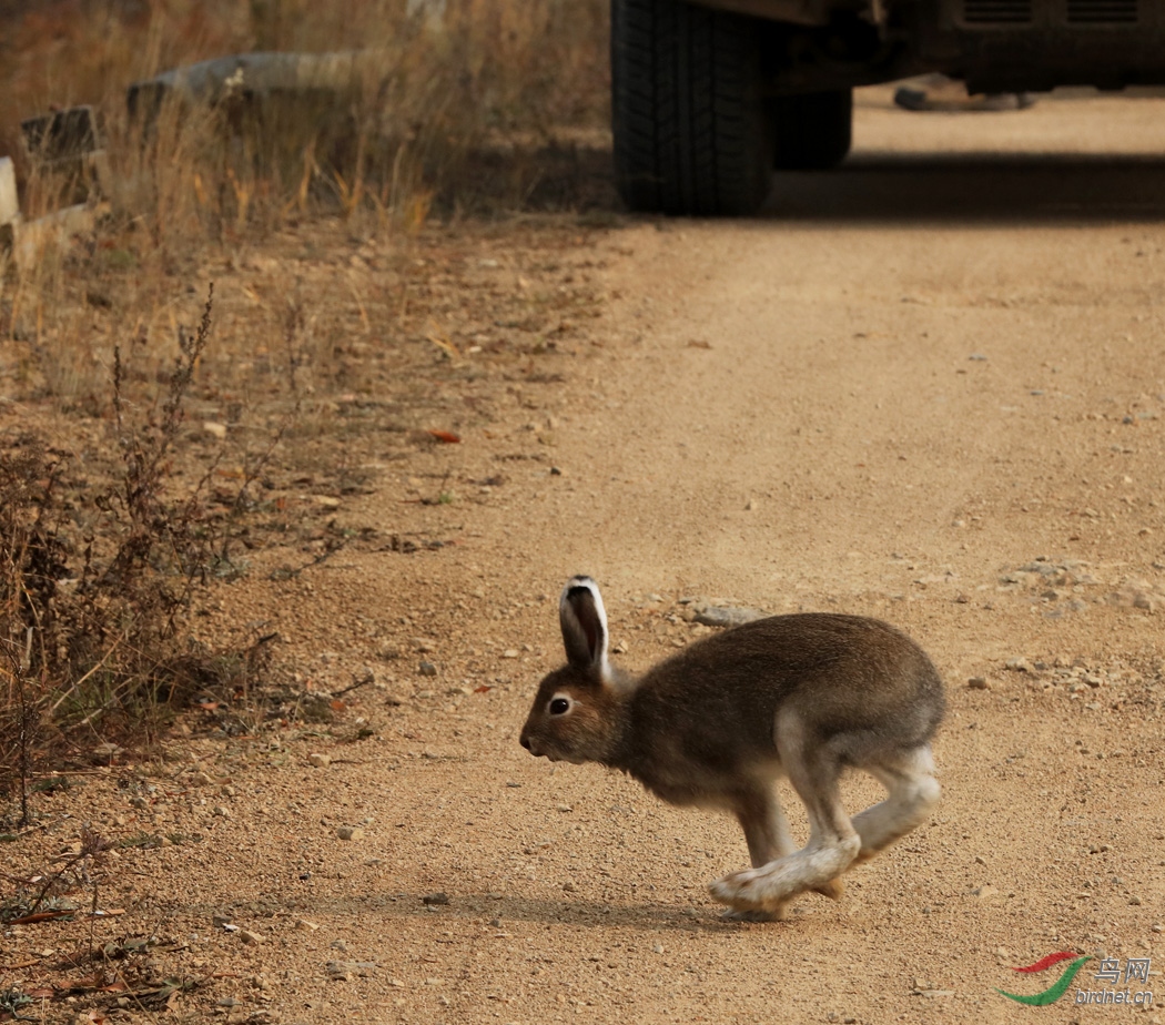 在南方见不到的大兴安岭深处的雪兔