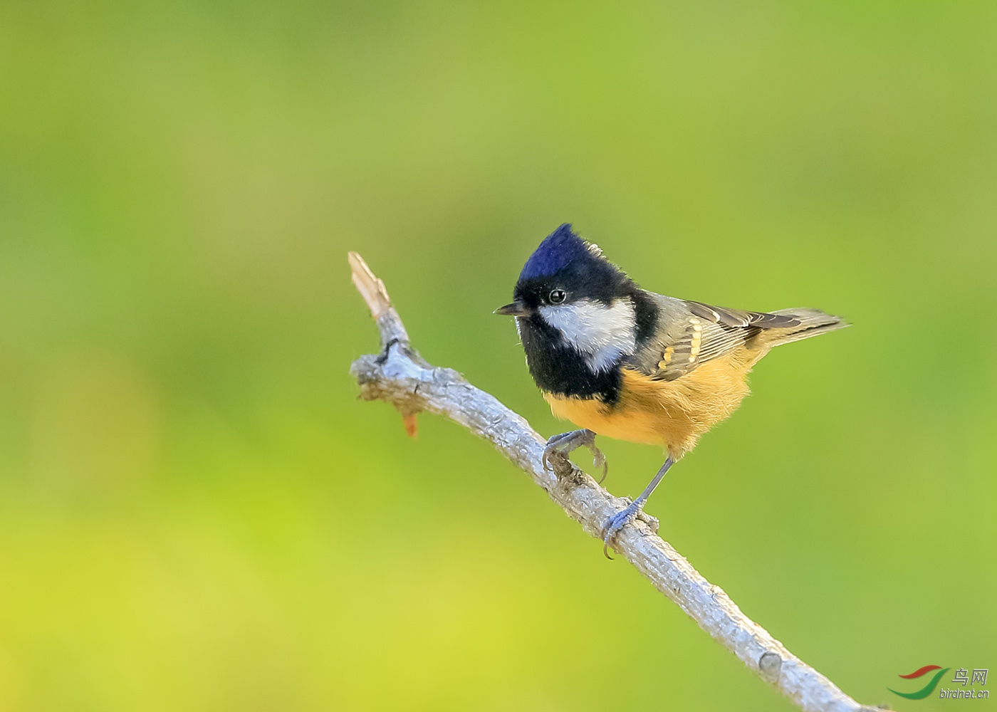 煤山雀天山亚种