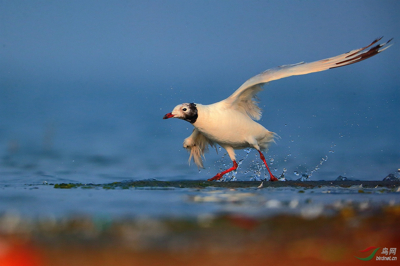 折翼的天使遗鸥