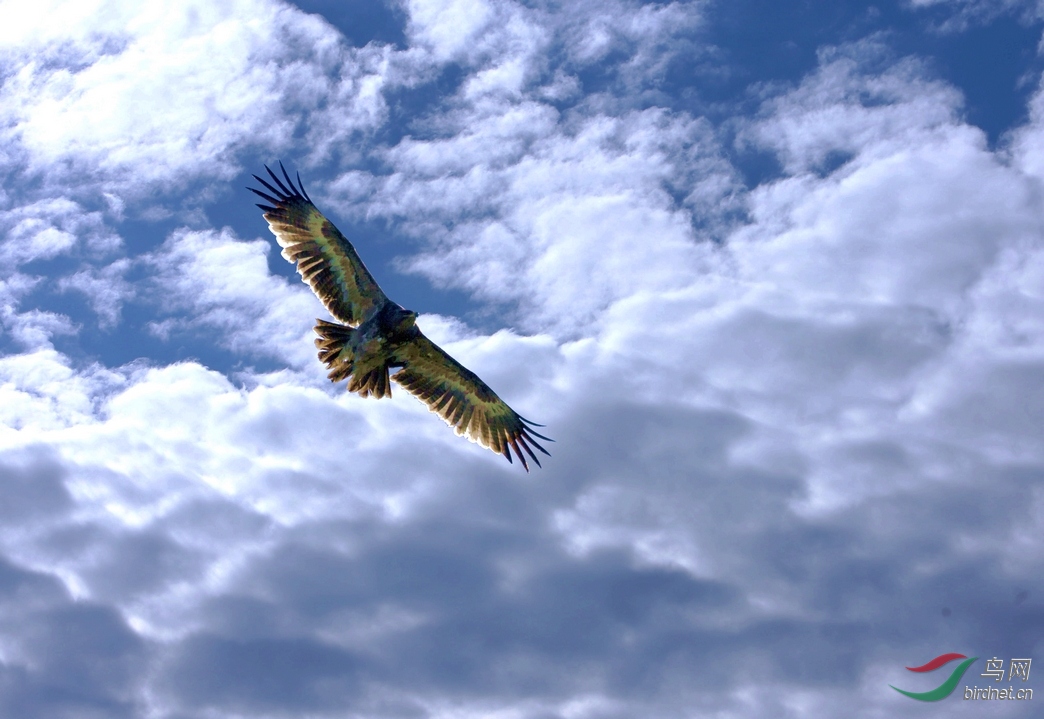 蓝天白云鸢翱翔