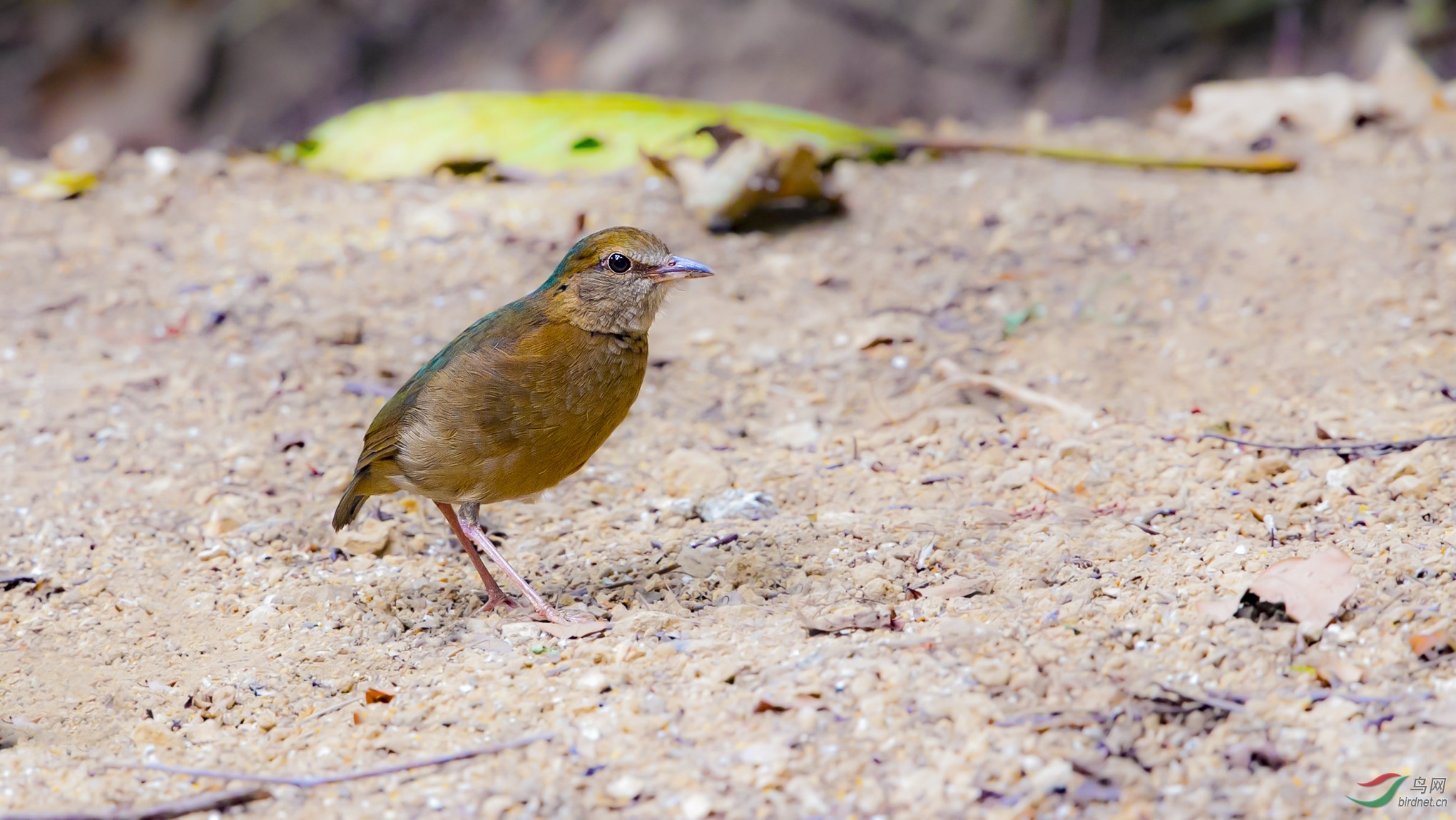 栗头八色鸫 - 四川版 sichuan 鸟网
