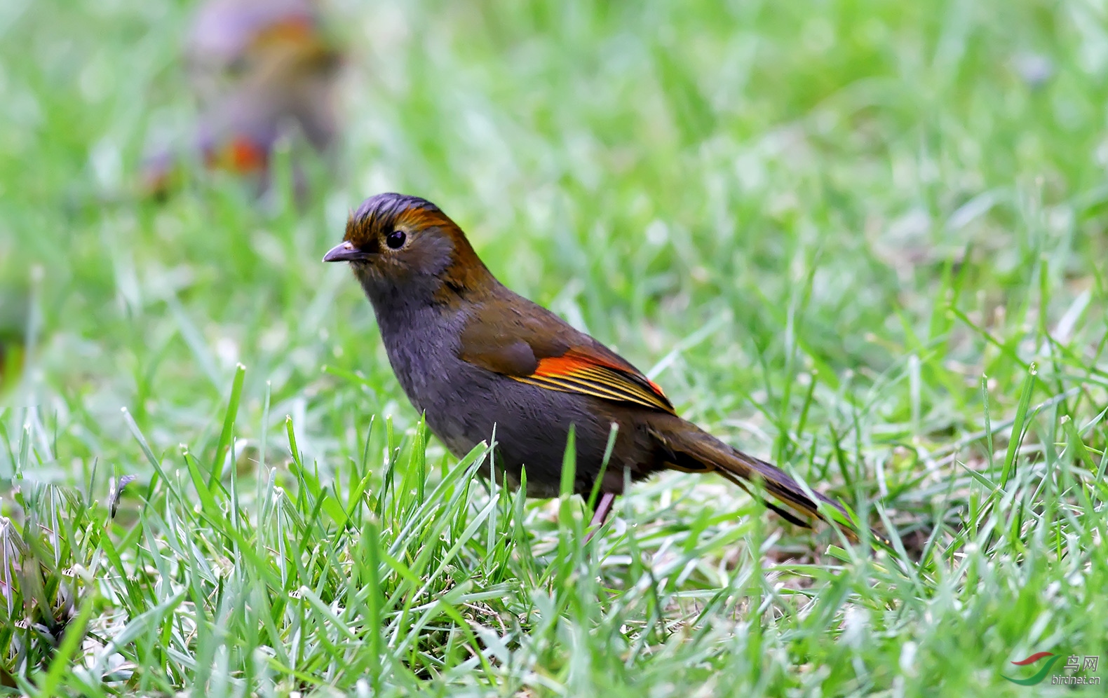 难得一见的灰胸薮鹛