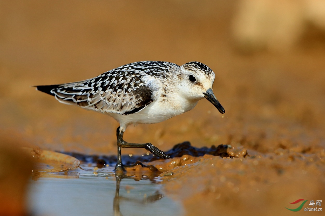 [鸟类] (三趾滨鹬)昆明首次记录--------三趾滨鹬