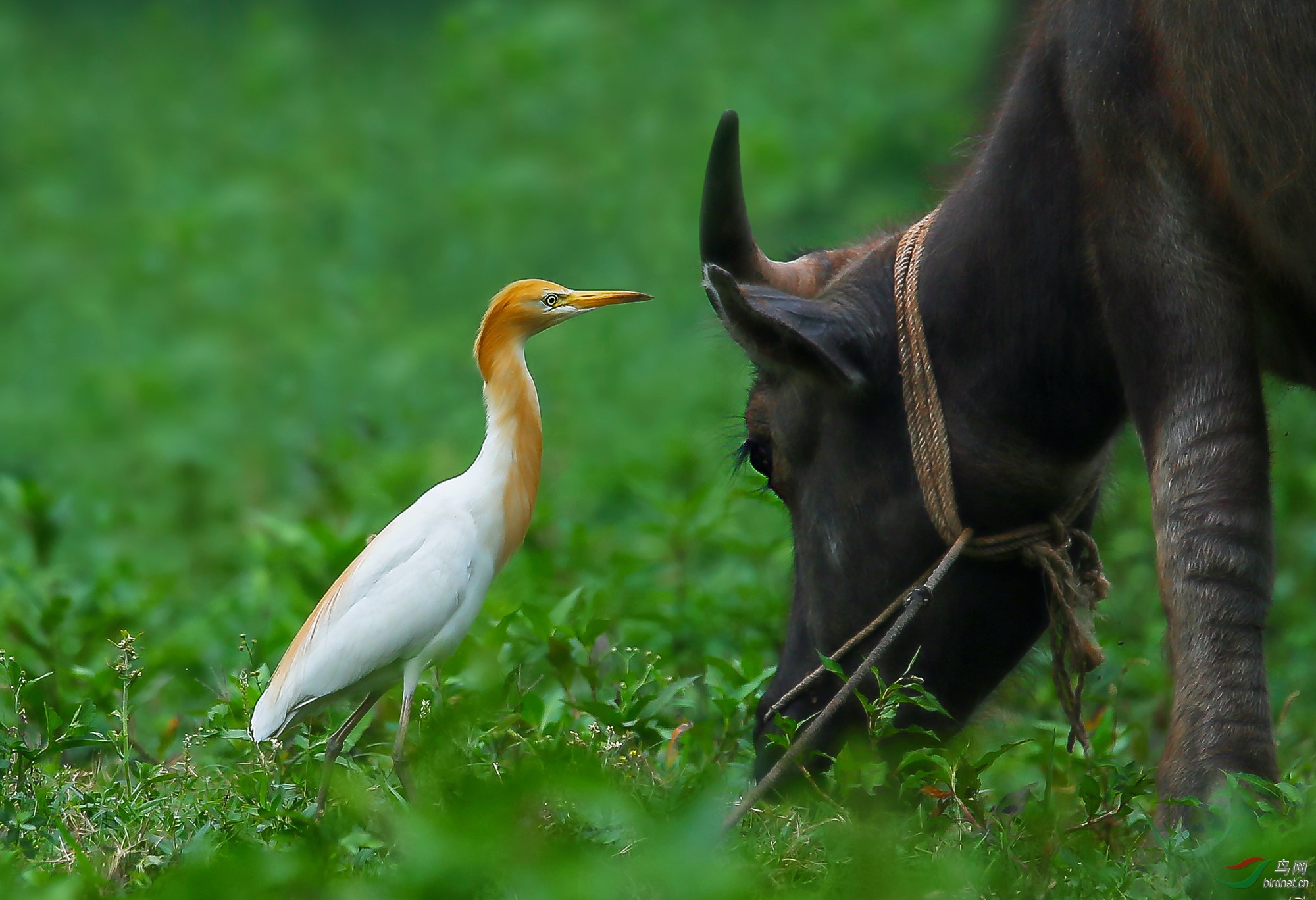 [林鸟] 耳语------牛背鹭与牛的对话
