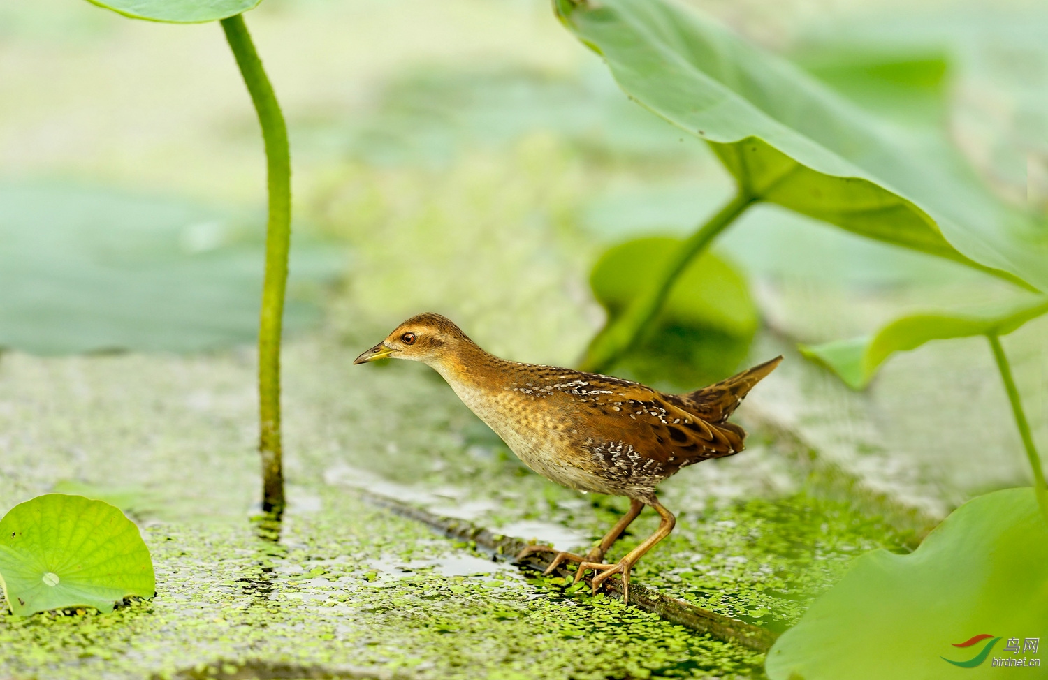 小田鸡