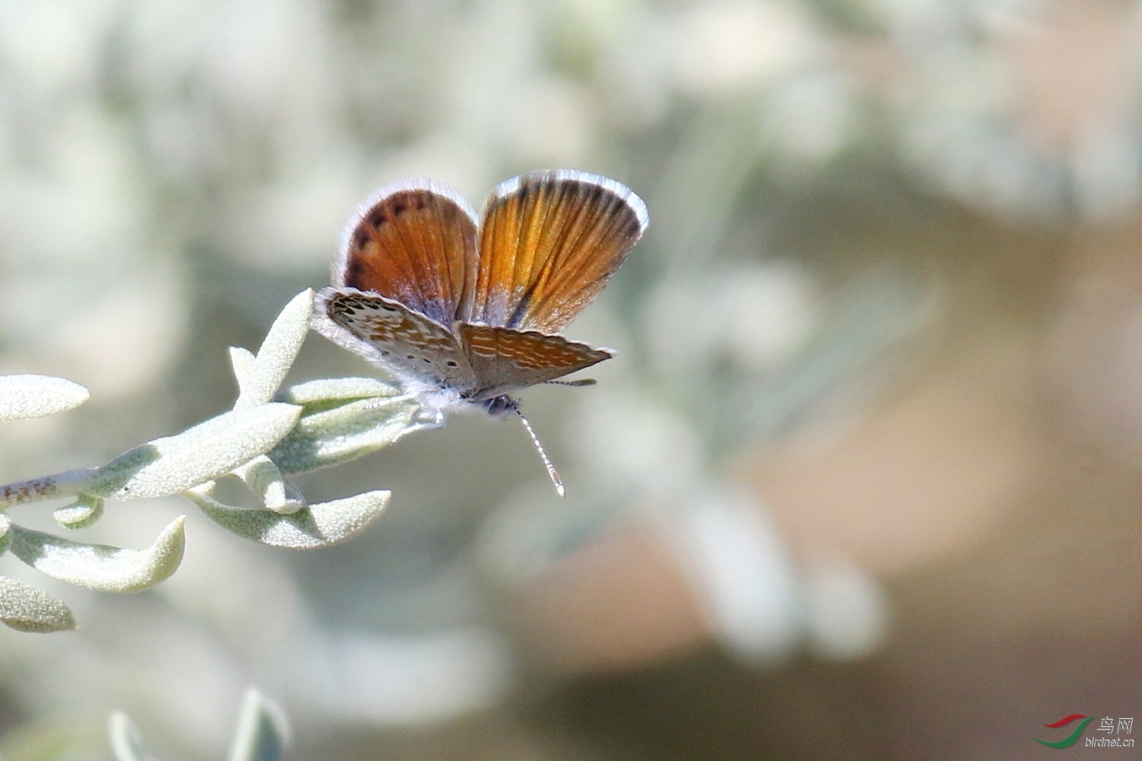 西侏儒蓝蝶westernpygmybluebutterfly