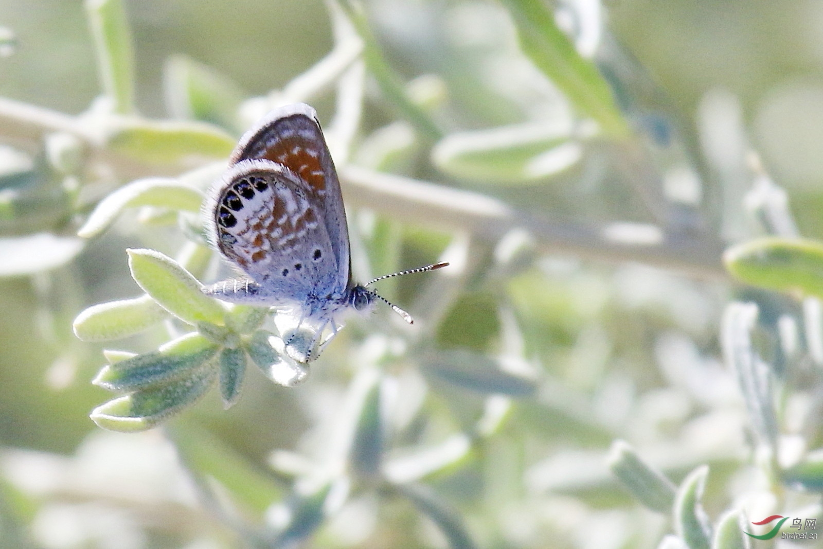 西侏儒蓝蝶westernpygmybluebutterfly