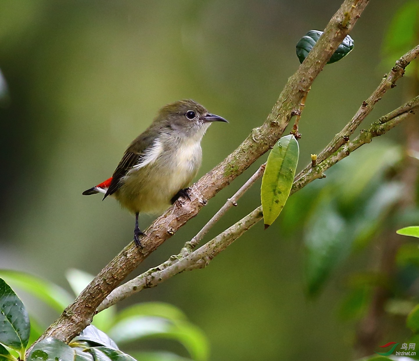 桂花树上的朱背mm