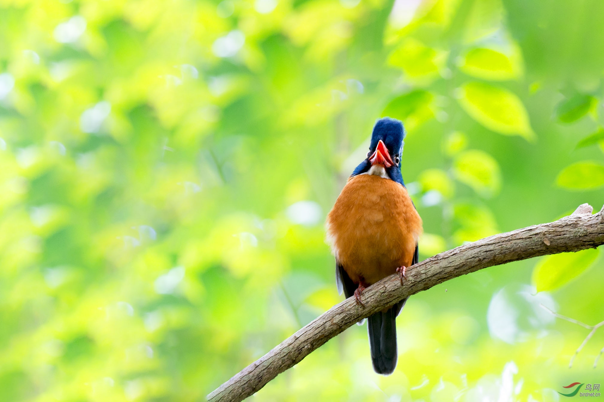 祝各位朋友国庆安康快乐印尼鸟片3