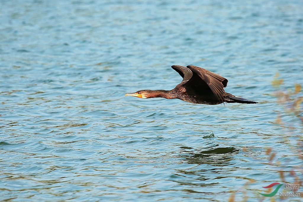 一只鸬鹚飞过来