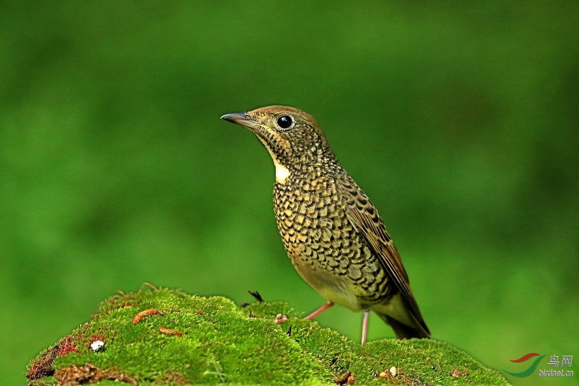 动物园热拍白喉矶鶫