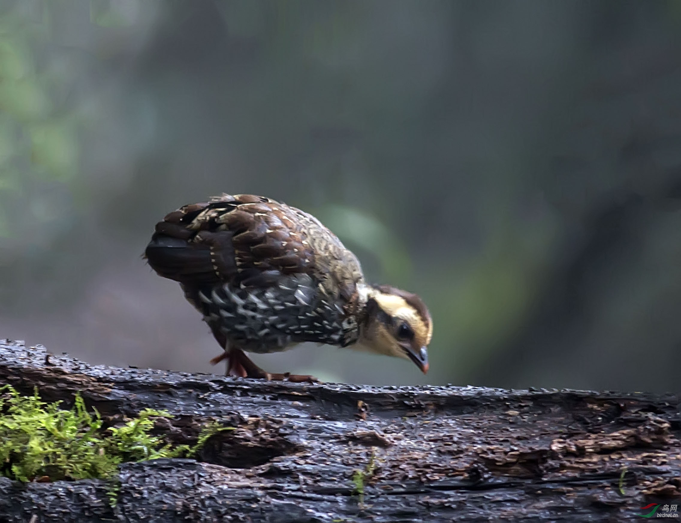 小白眉山鹧鸪祝各位老师国庆节快乐