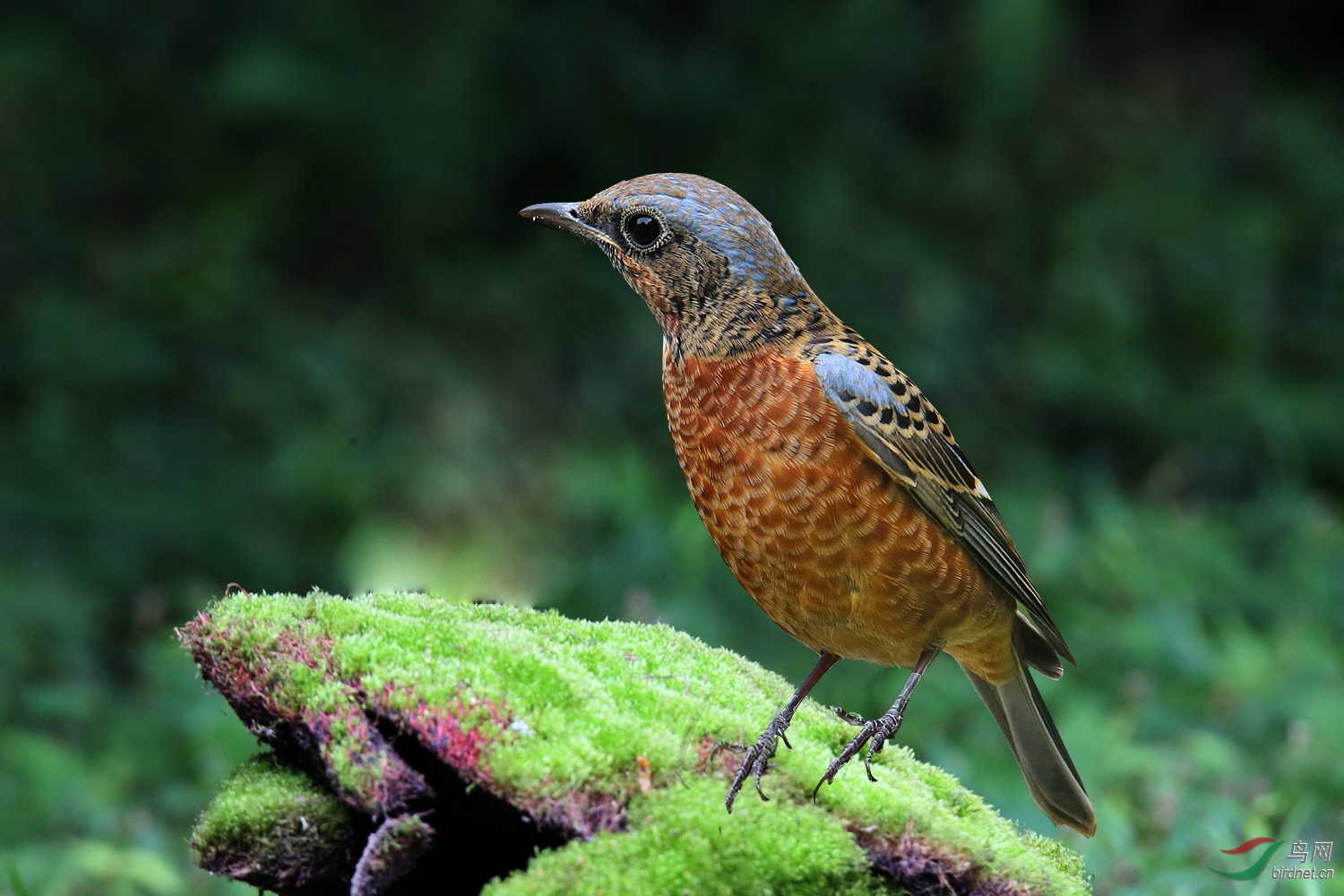 (白喉矶鸫)白喉矶鸫