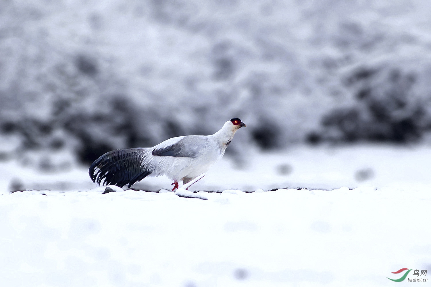 雪原白鸡