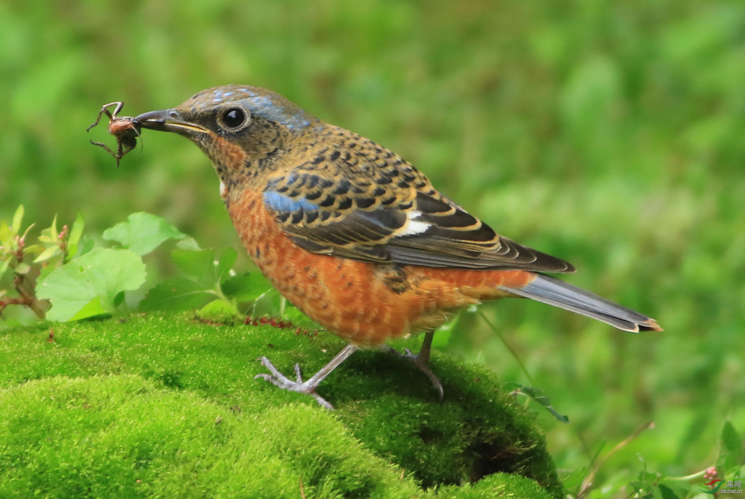 漂亮的白喉矶鸫