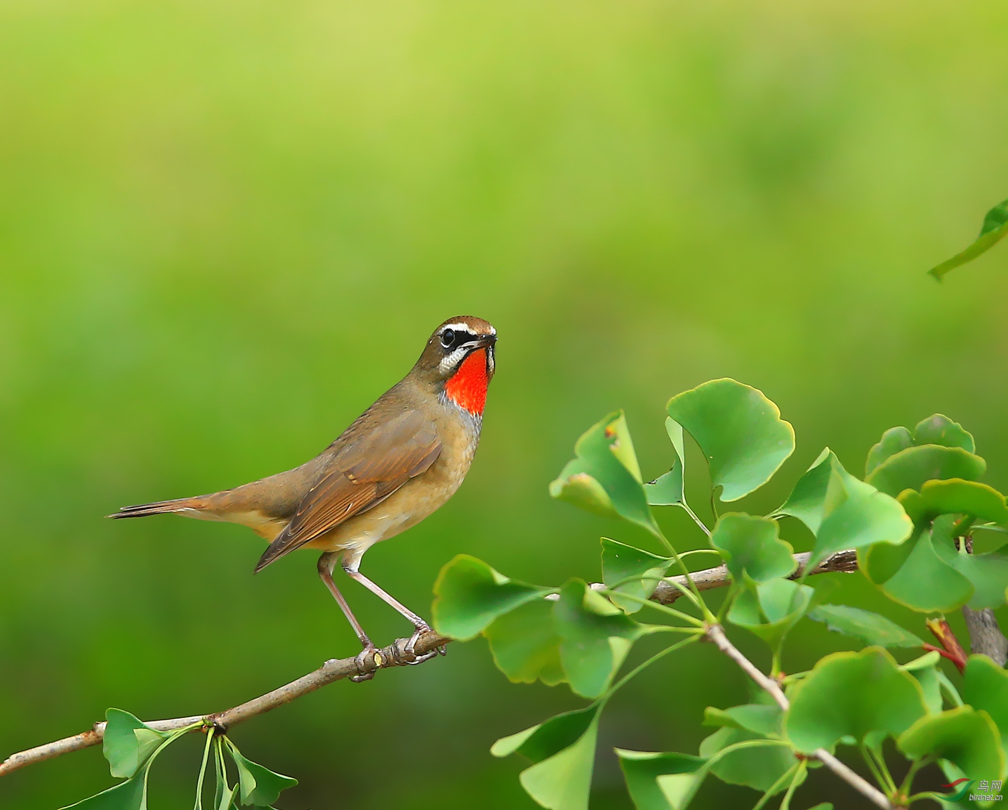 银杏树上的红点颏