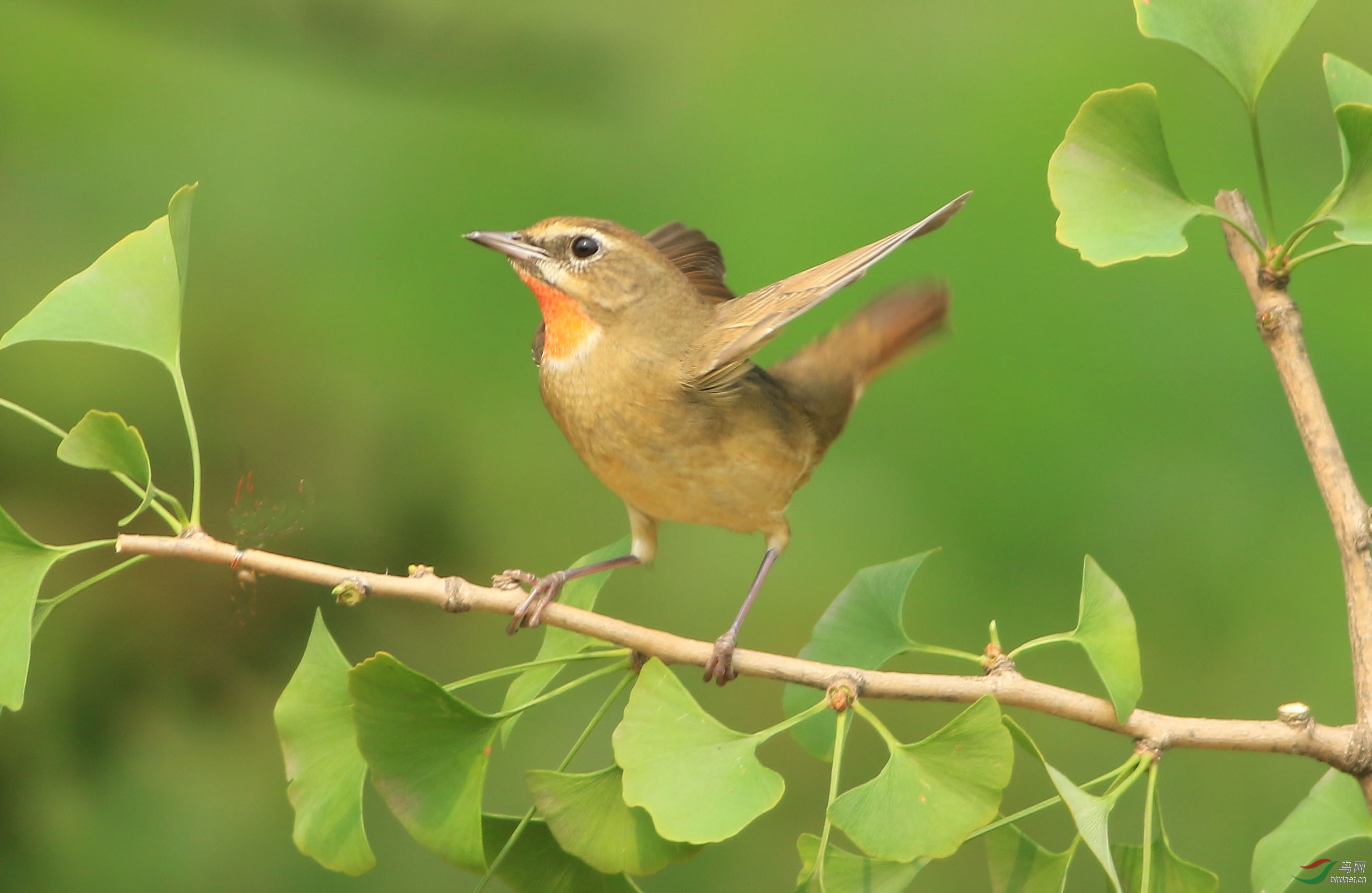 银杏树上的红点颏