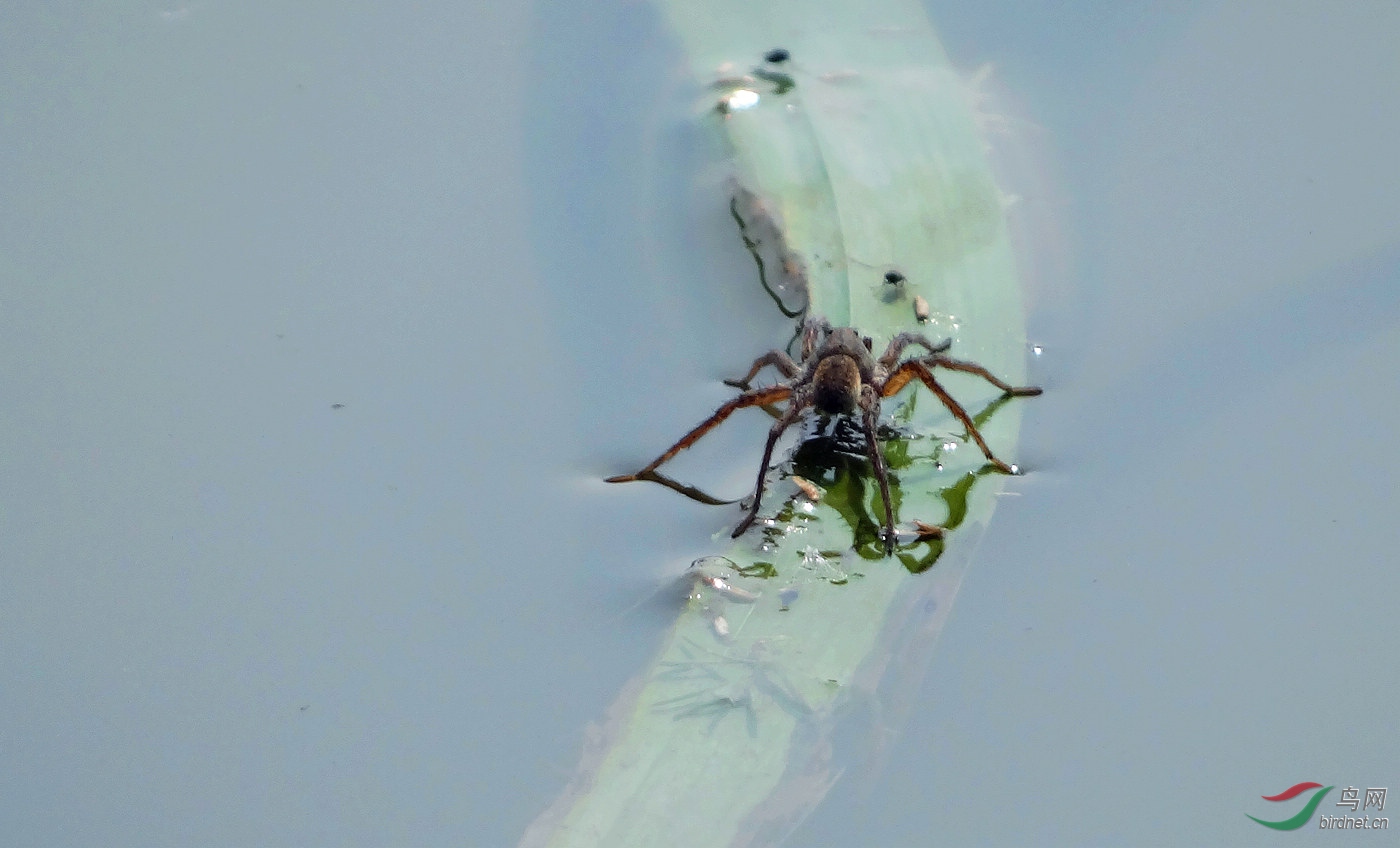 水蜘蛛
