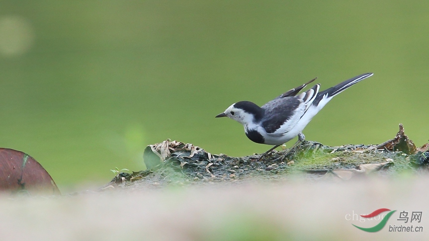 布吉河的猪屎雀