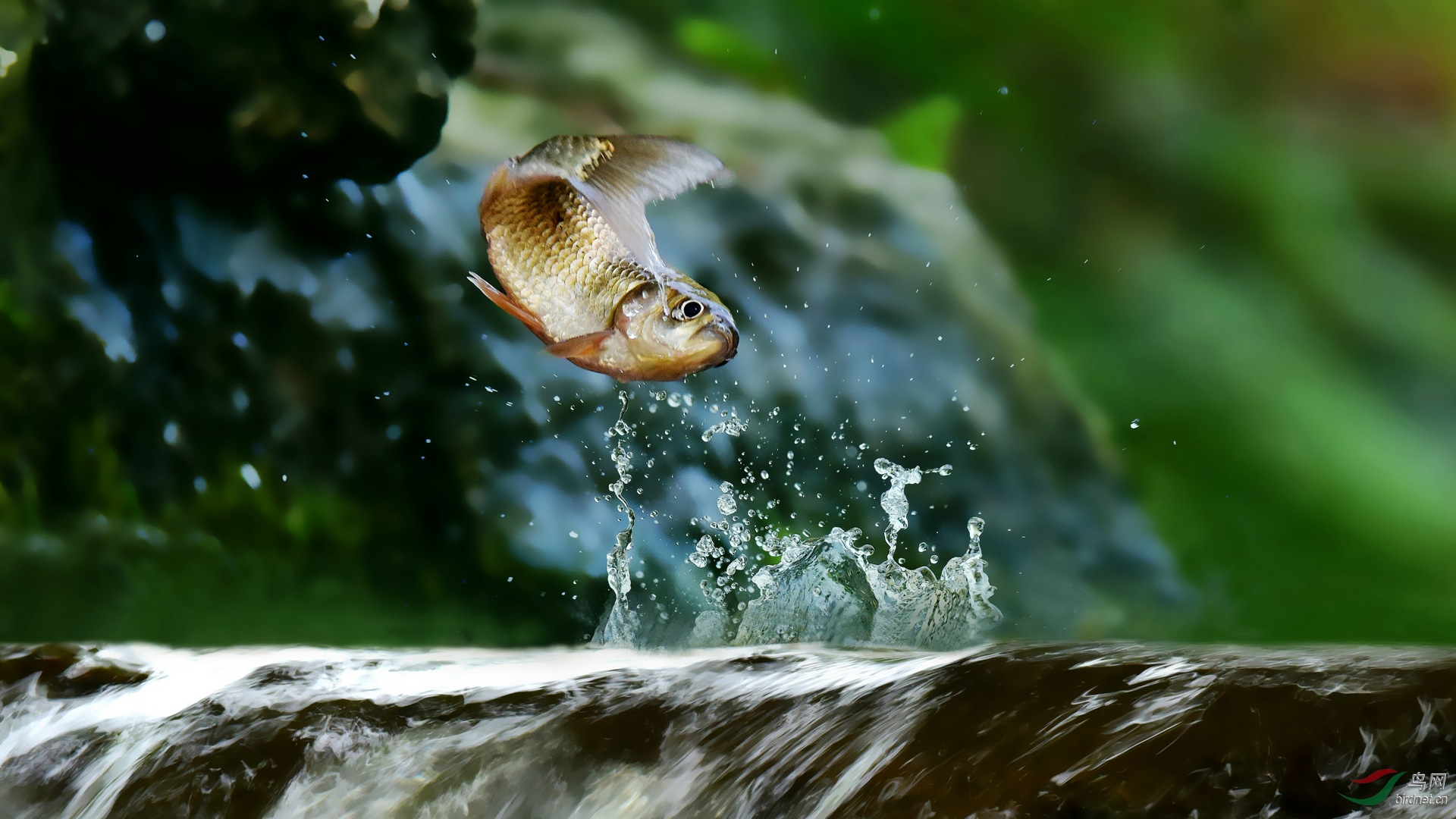 祖国昌盛连年有鱼