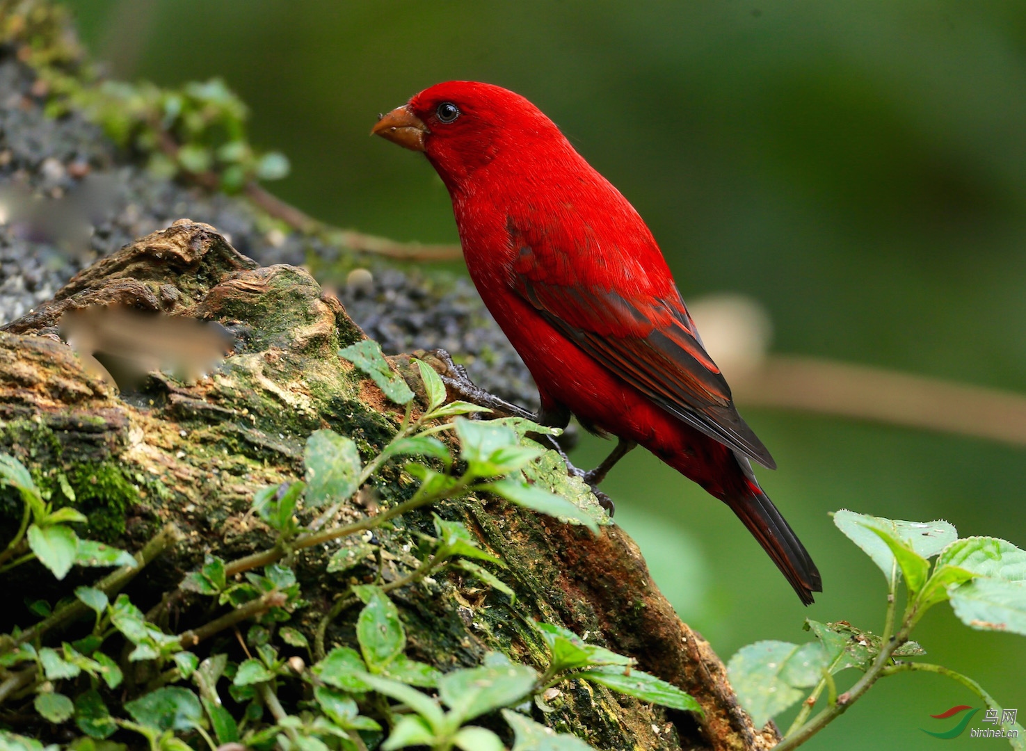 血雀中国红恭贺获首页精华