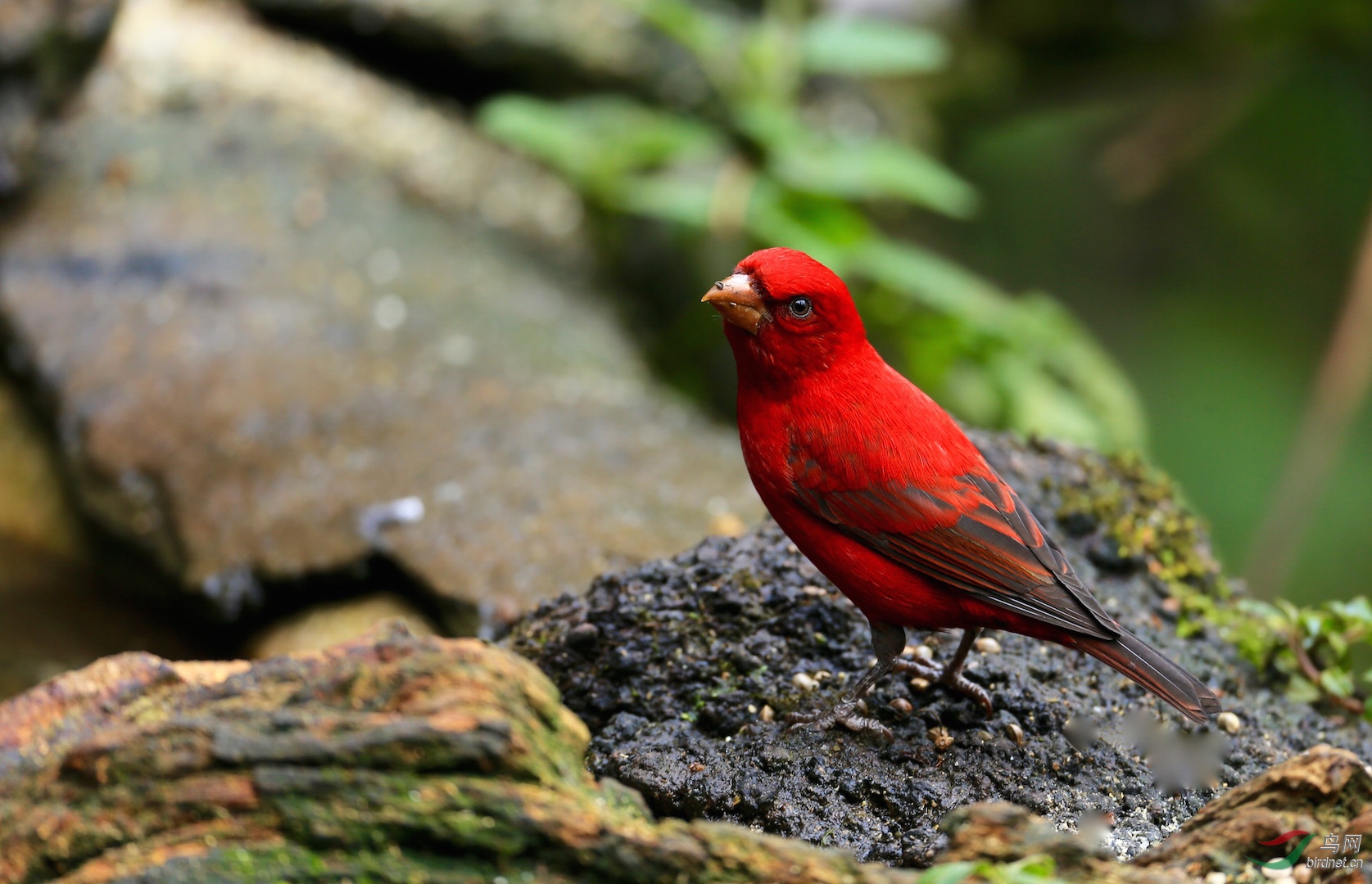 血雀中国红恭贺获首页精华