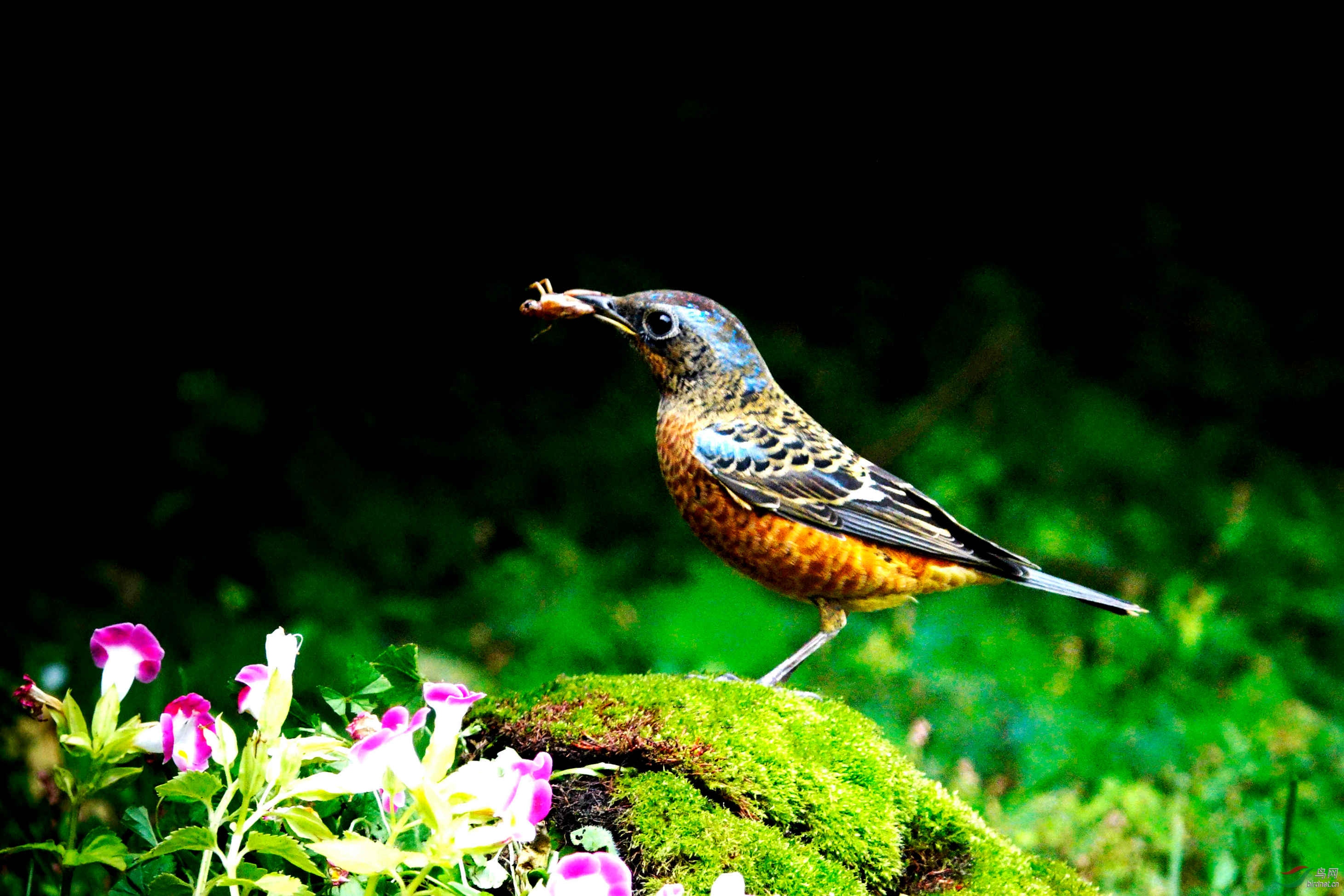 白喉叽鸫吃蟋蟀