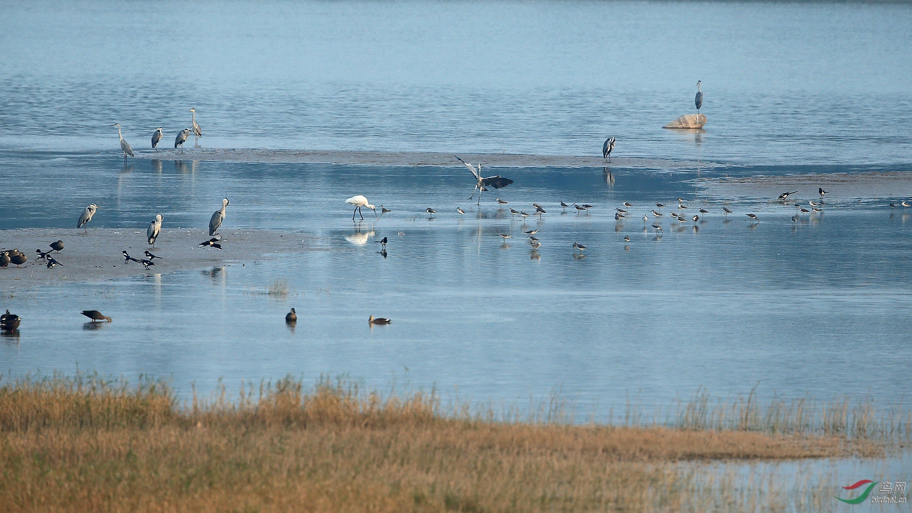 关关雎鸠在河之洲