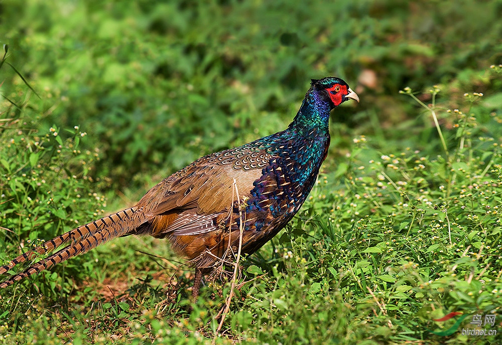 雉鸡孔雀蓝