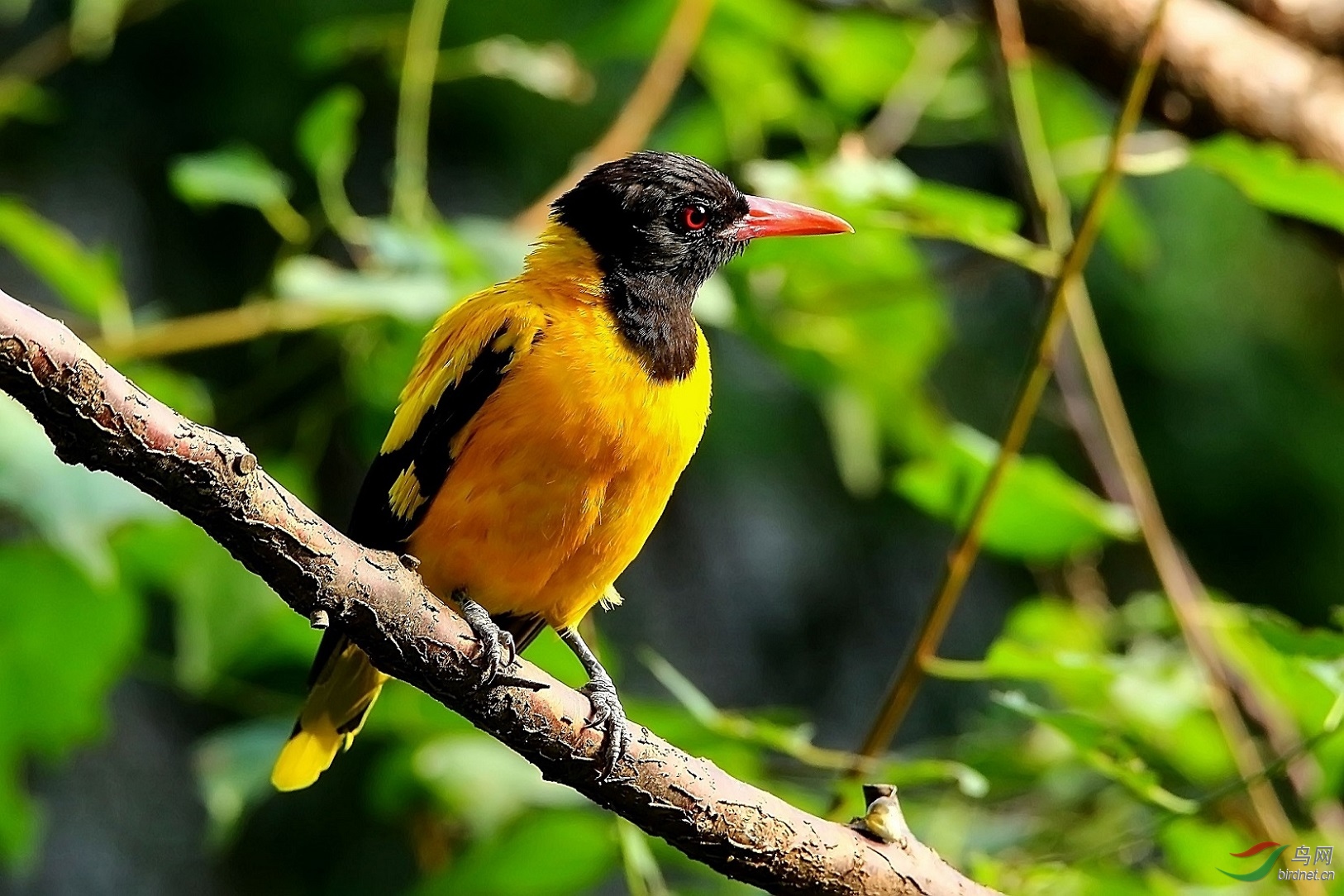 黑头黄鹂