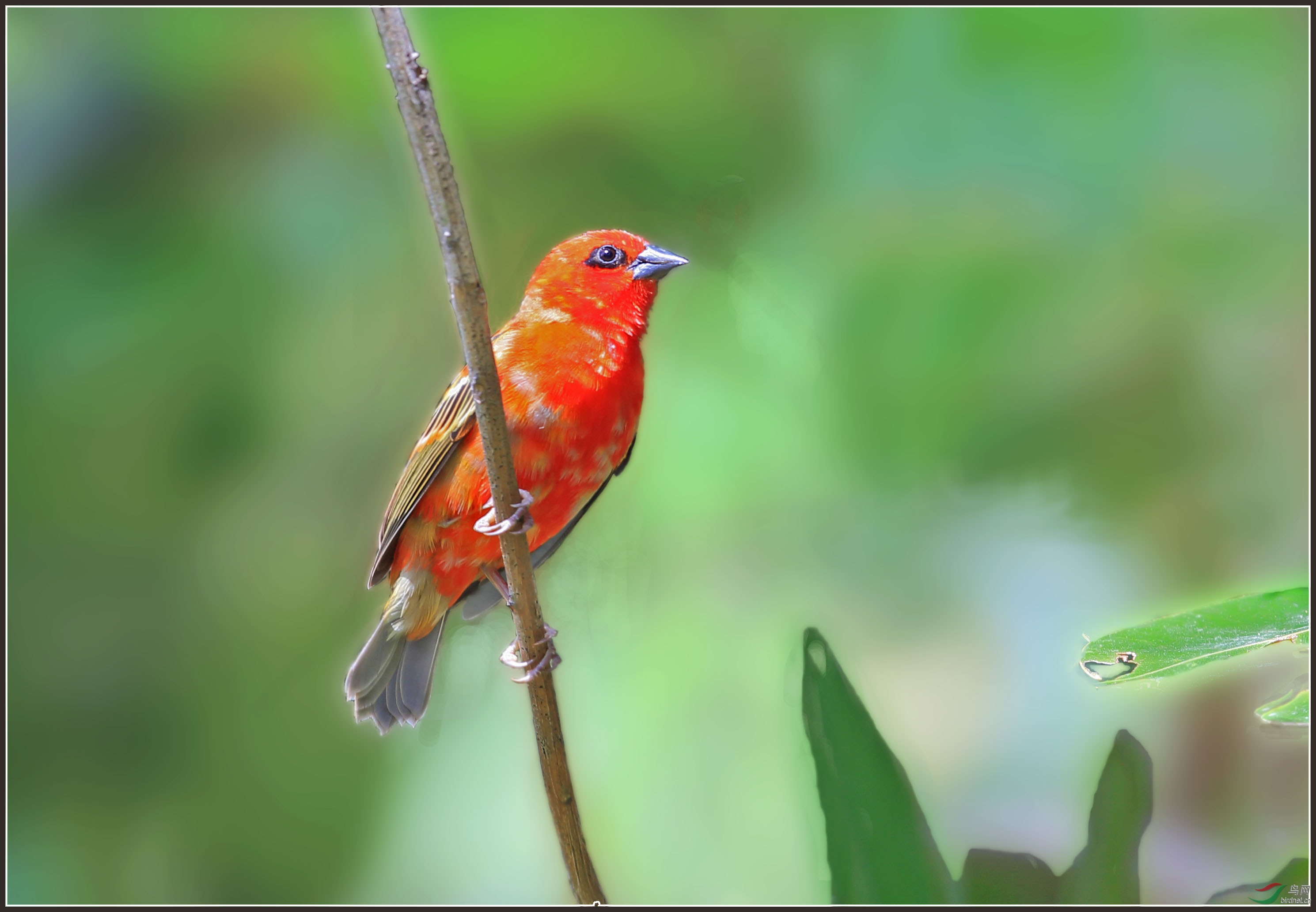 红山文化鸟类图片