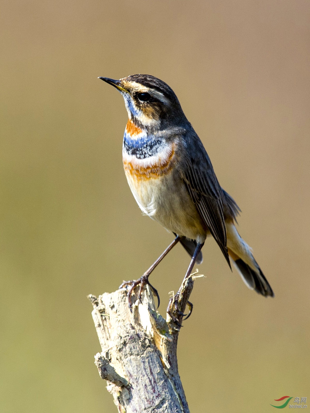 蓝点颏bluethroat161004