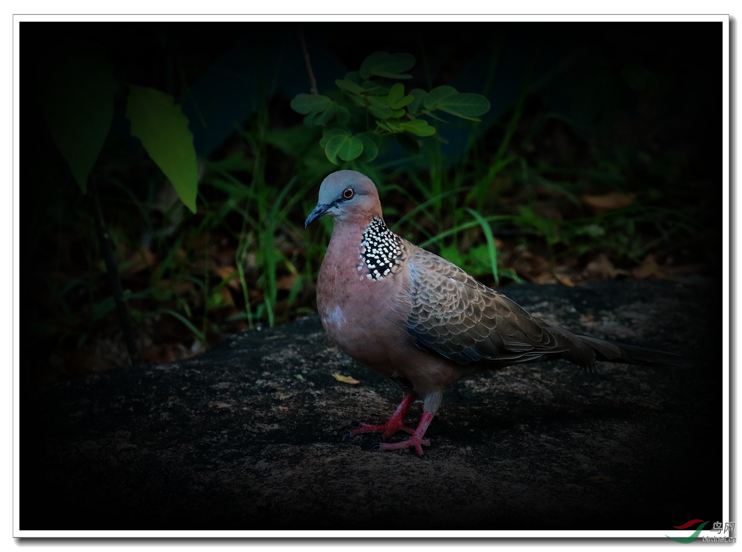 珠頸斑鳩